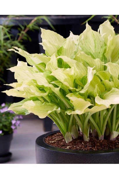 Hosta White Feather відношення до світла